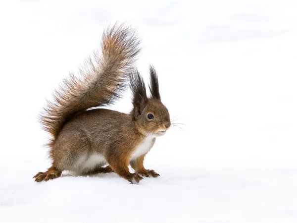 Mała wiewiórka w winter park — Zdjęcie stockowe