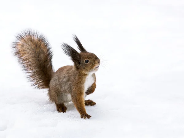 Neugieriges Rotes Eichhörnchen — Stockfoto