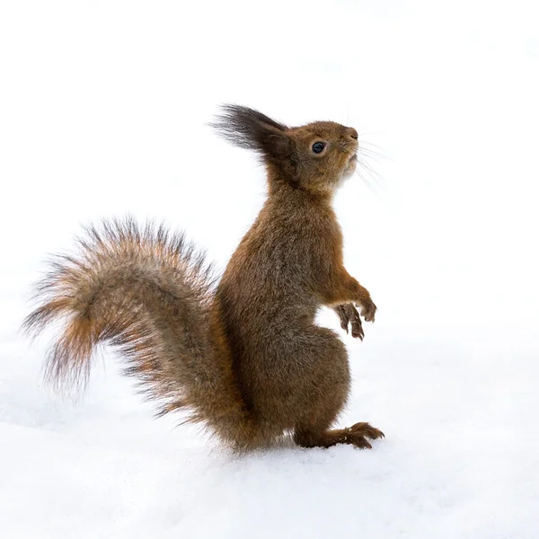 Wiewiórka siedzi w śniegu — Zdjęcie stockowe