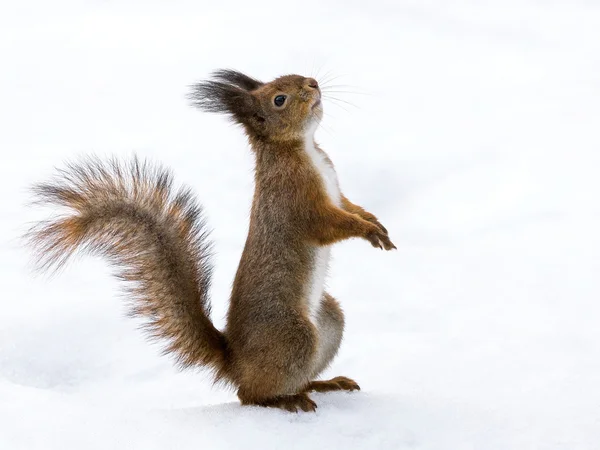 红松鼠站在雪上 — 图库照片