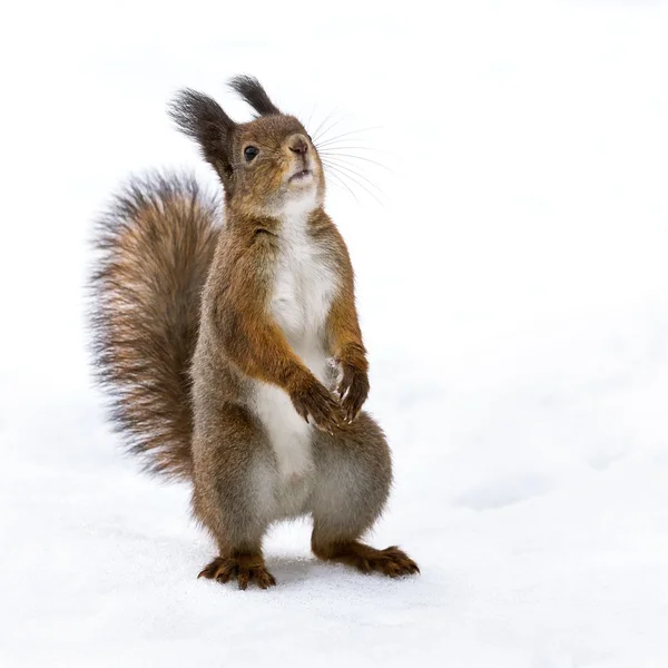 Rotes Eichhörnchen steht auf Schnee — Stockfoto