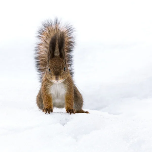 Red squirrel in snow — Stock Photo, Image