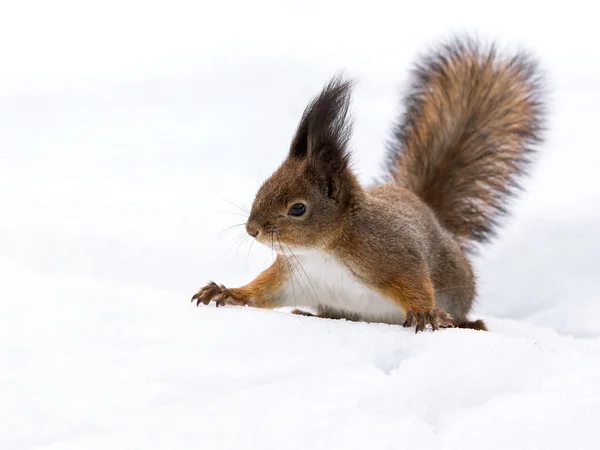 Eichhörnchen auf Schnee — Stockfoto