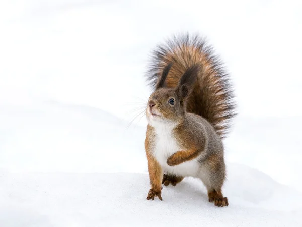 Neugierig süßes rotes Eichhörnchen — Stockfoto