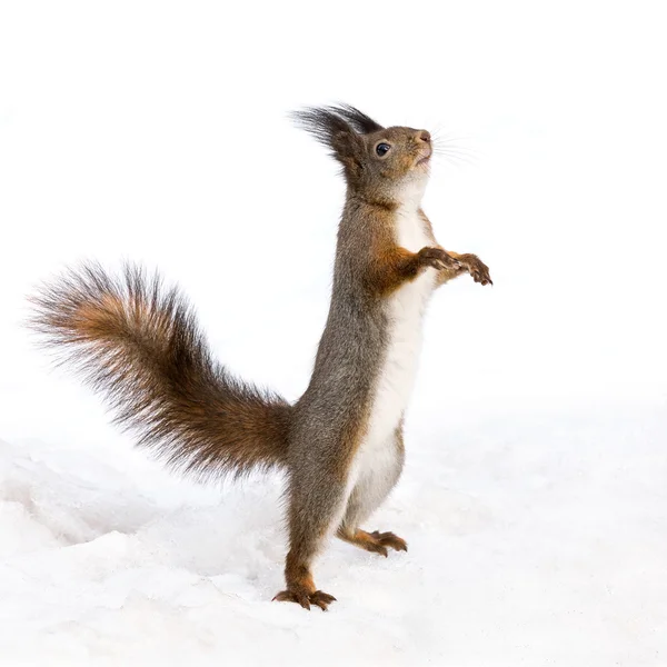 Niedliches Eichhörnchen steht auf dem Schnee — Stockfoto