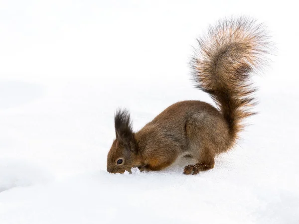 Squirrel digs through the snow in search of a quick meal — Stock Photo, Image