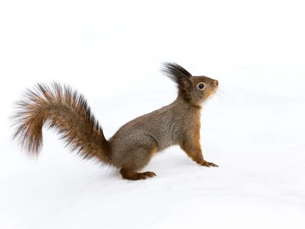 Eichhörnchen auf Schnee — Stockfoto