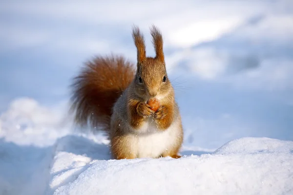 Niedliches Eichhörnchen frisst eine Nuss — Stockfoto