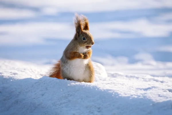 Cute squirrel — Stock Photo, Image