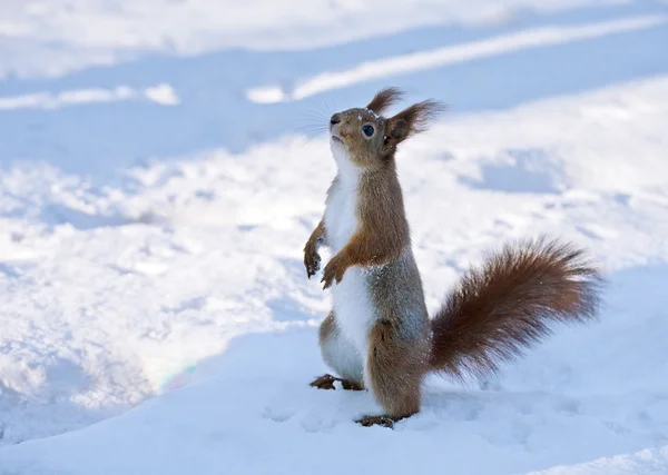 Red squirrel on hind legs — Stock Photo, Image