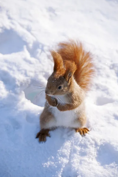 Red squirrel on hind legs — Stock Photo, Image