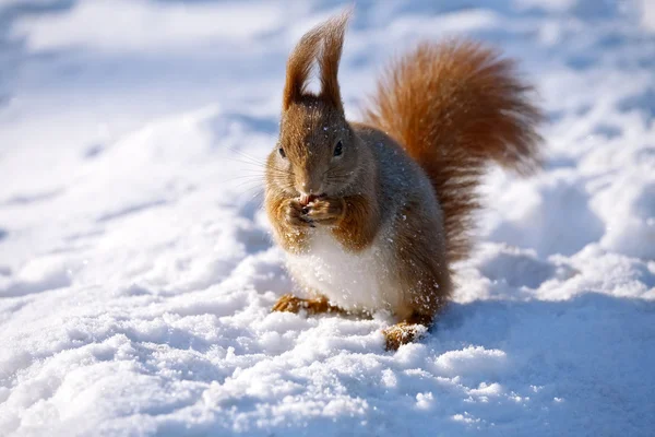 Kleines rotes süßes Eichhörnchen — Stockfoto