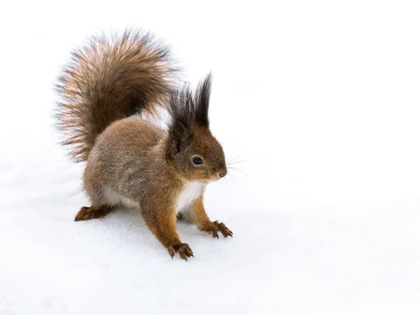 Eichhörnchen sitzt im Schnee Stockfoto