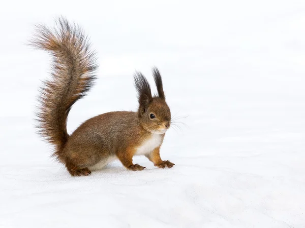 Niedliches Rotes Eichhörnchen lizenzfreie Stockbilder