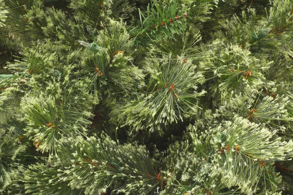 Простая рождественская сосна — стоковое фото