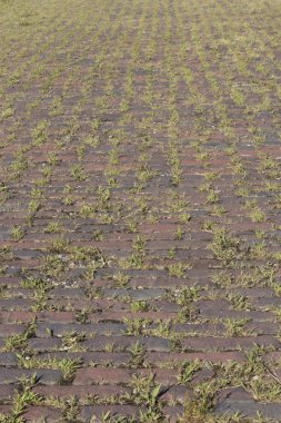 Tuğla işi arasında çimen, ot ve diğer bitkilerin yetiştiği tuğla yürüyüş yolu. Asfalttan önce, tuğla sık sık yollar ve yollar için kullanılıyordu..