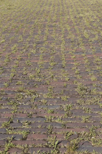 砖头间长满了草 杂草和其他植物的小径 在沥青路面之前 砖通常用于道路和人行道 — 图库照片