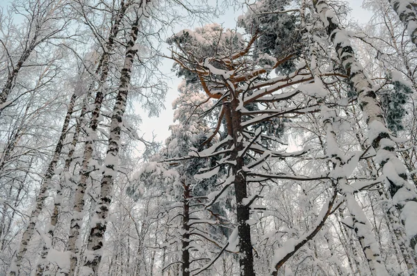 Winter in de bergen van de Oeral — Stockfoto