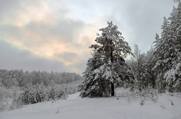Winter in the mountains of the Urals — Stock Photo, Image