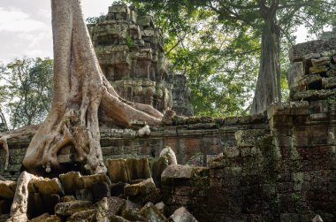 Angkor wat. ta prohm tempie. Kamboçya