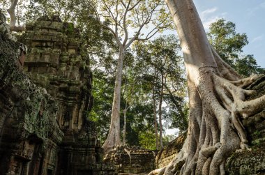 Angkor wat. ta prohm tempie. Kamboçya
