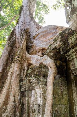 Angkor wat. ta prohm tempie. Kamboçya