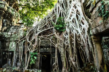 Angkor wat. ta prohm tempie. Kamboçya