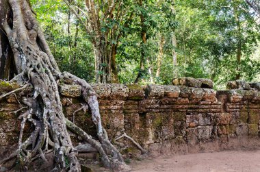 Angkor wat. ta prohm tempie. Kamboçya