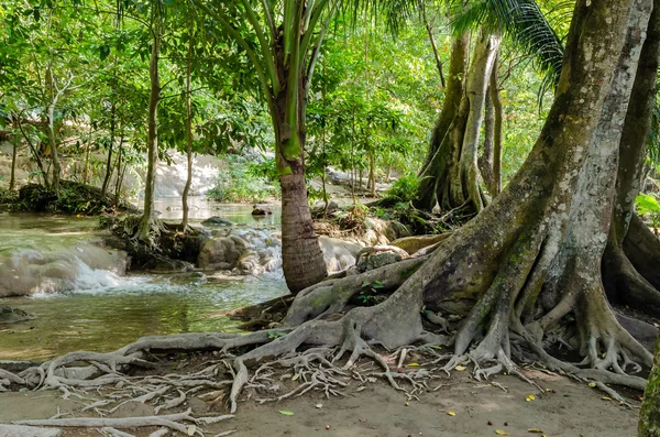 与雨林、 丛林中的根的树 — 图库照片
