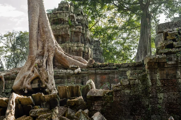 Angkor wat. Ta prohm tempie. Kambodža — Stock fotografie