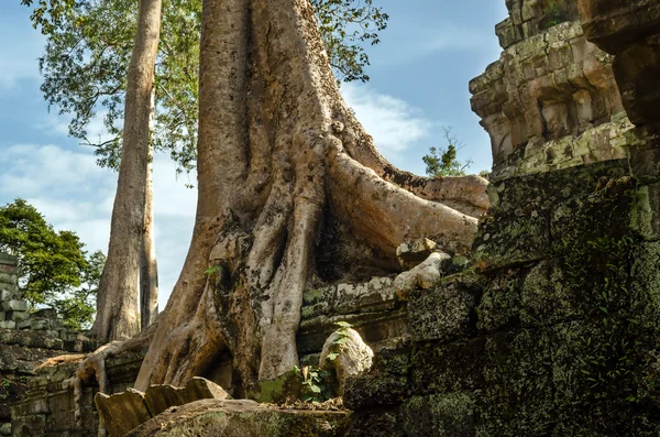 Angkor Wat. Ta Prohm tempie. Camboya —  Fotos de Stock