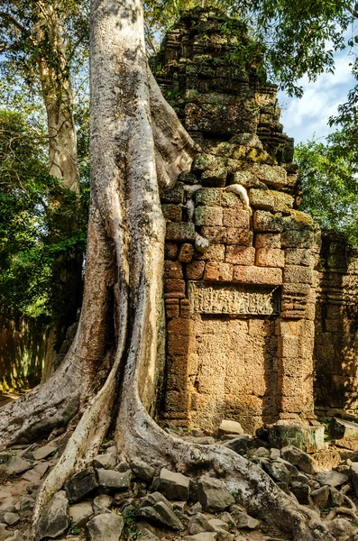 Angkor Wat. Ta Prohm tempie. Camboya —  Fotos de Stock