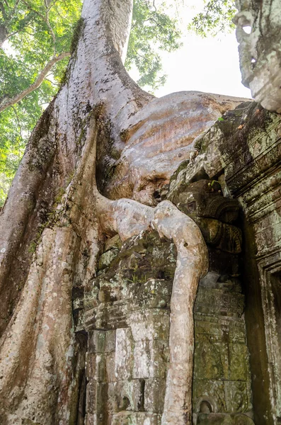 Angkor Wat. Ta Prohm tempie. Camboja — Fotografia de Stock