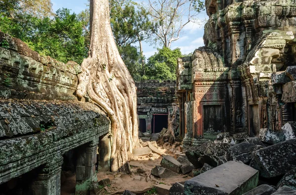 Angkor Wat. Ta Prohm tempie. Cambodia — Stock Photo, Image