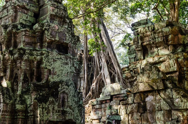 Angkor wat. Ta prohm tempie. Kambodža — Stock fotografie