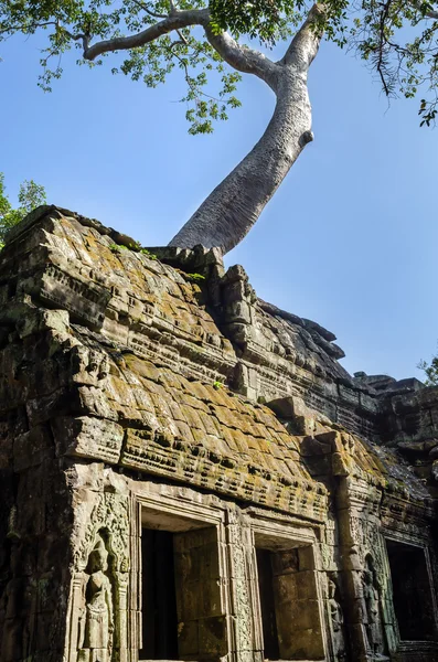 Angkor Wat. Ta Prohm tempie. Camboya —  Fotos de Stock