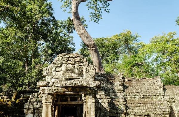 Angkor Wat. Ta Prohm tempie. Camboja — Fotografia de Stock