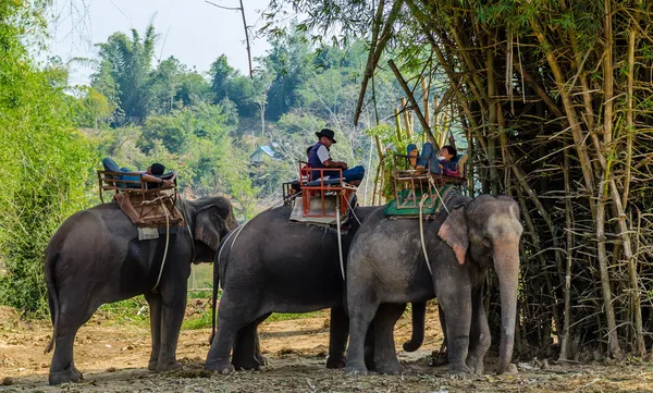 Elephants in the tropical forest of Thailand — Stock Photo, Image