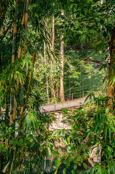 桥梁在雨林中河 — 图库照片