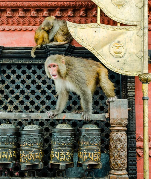 Monkeys near Swayambhunath stupa in Kathmandu — Stock Photo, Image