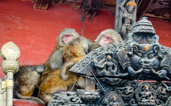 Affen in der Nähe von swayambhunath stupa in kathmandu — Stockfoto