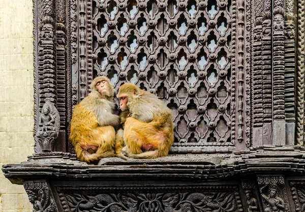 Monkeys near Swayambhunath stupa in Kathmandu — Stock Photo, Image