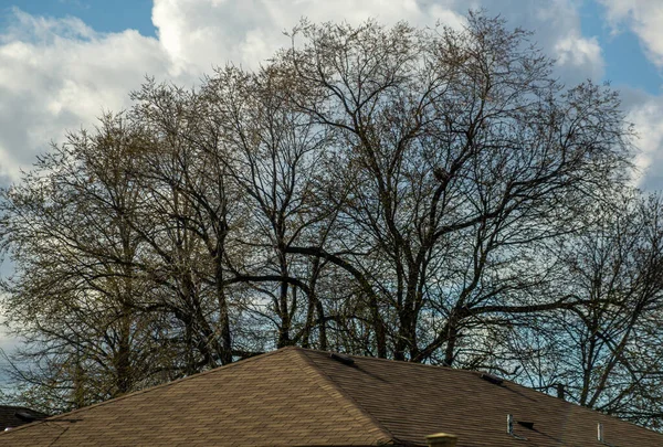 Branches d'arbres au-dessus d'un toit d'une maison contre un ciel bleu et nuageux — Photo