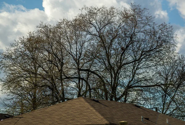Boom takken boven een dak van een huis tegen een blauwe en bewolkte hemel Rechtenvrije Stockfoto's