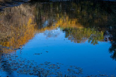 Ağaçlar ormandaki bir derenin su yüzeyinde yansıyor. 
