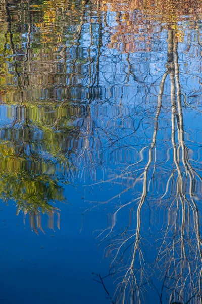 Baumreflexion auf der Oberfläche des Sees — Stockfoto