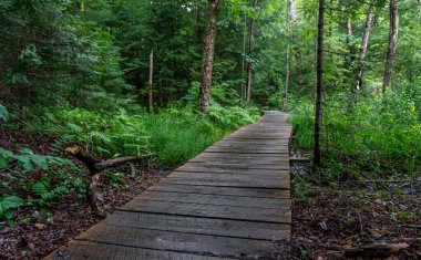  Arrowhead Park, Ontario, Kanada 'daki bir ormanda yürüyüşçüler tarafından kullanılan tahta patika.