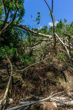 Destroyed trees after the passage of strong cyclonic winds in a forest , Mauritius