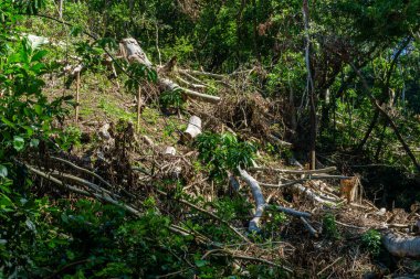 Destroyed trees after the passage of strong cyclonic winds in a forest , Mauritius