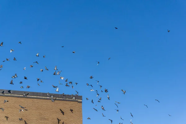 View of pigeons and doves flying over the rooftop of a building against a clear blue sky